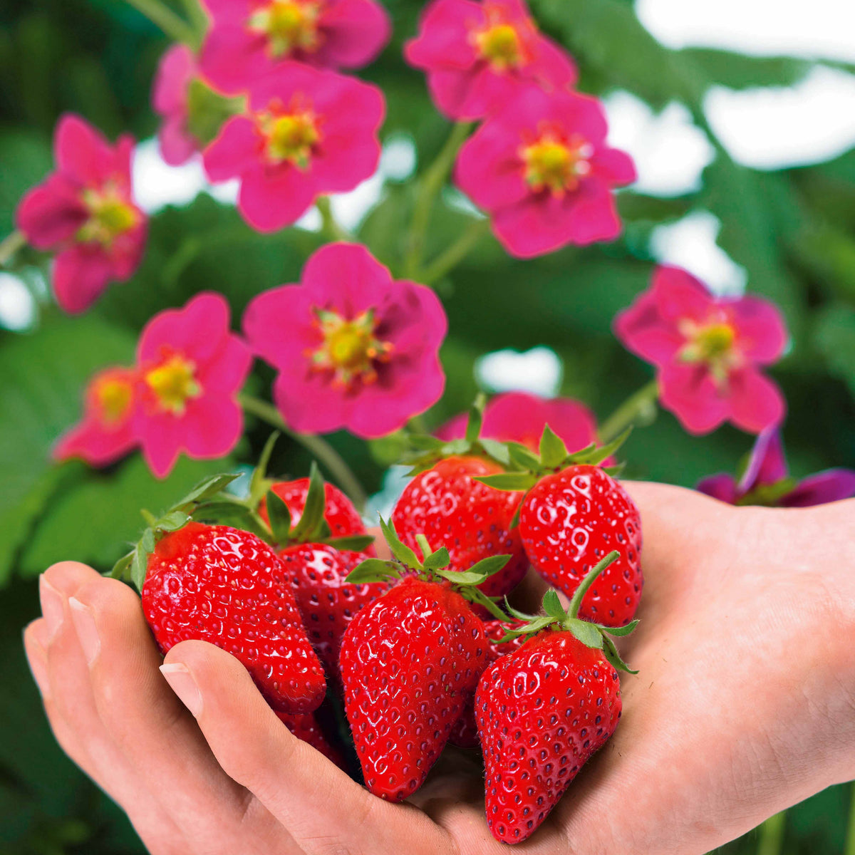 Fragaria x ananassa toscana - Aardbei 'Toscana' (x3) - Aardbei