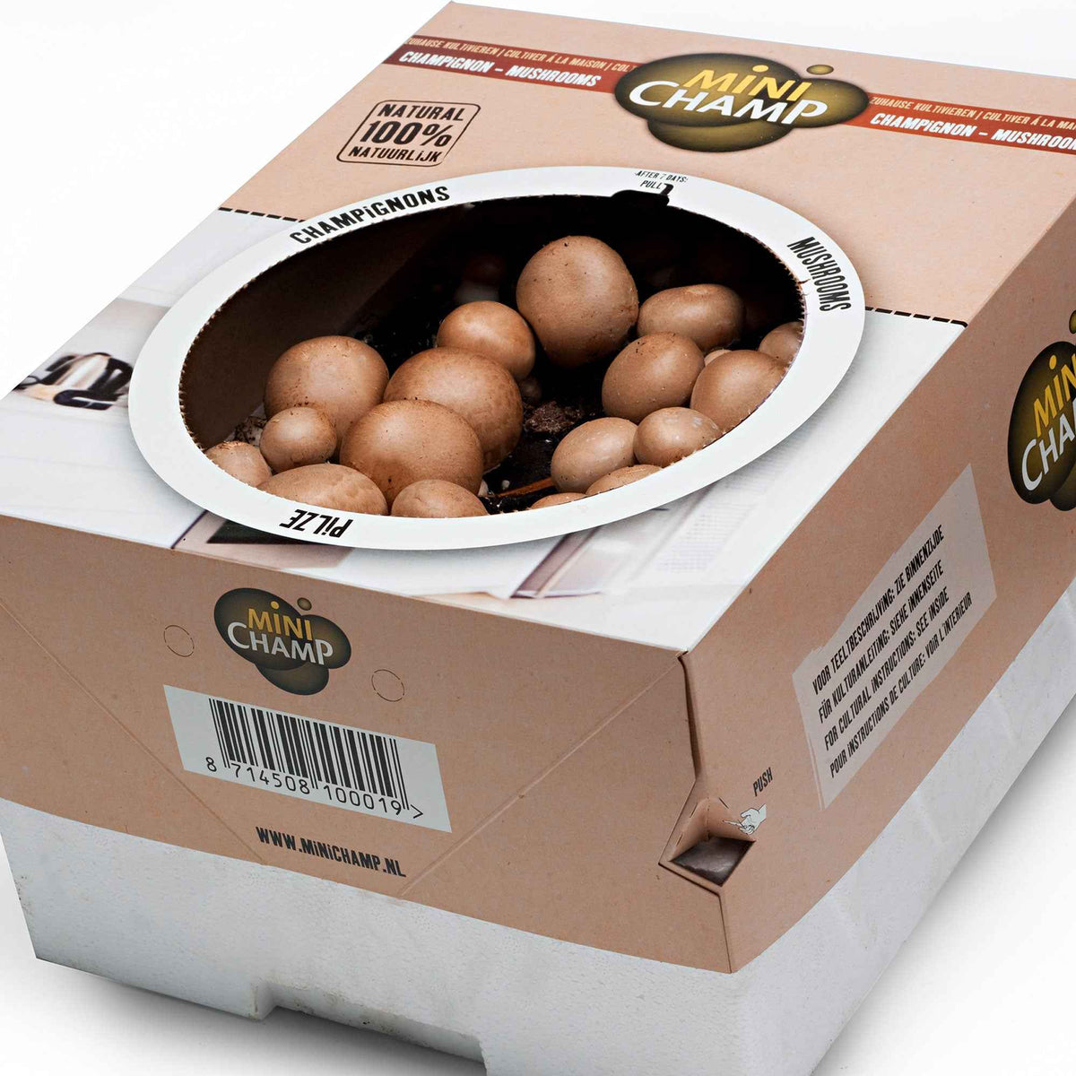 Agaricus bisporus avellaneus - Kweekset champignon - Paddestoelenkit