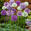 Sierui Mix (x10) - Allium - Bloembollen