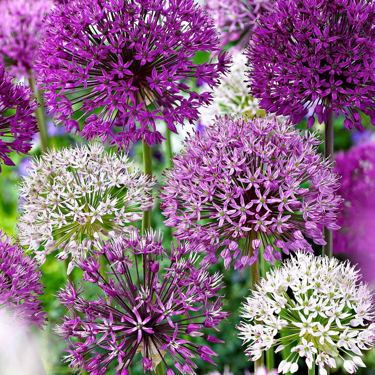 Sierui Mix (x10) - Allium - Bakker
