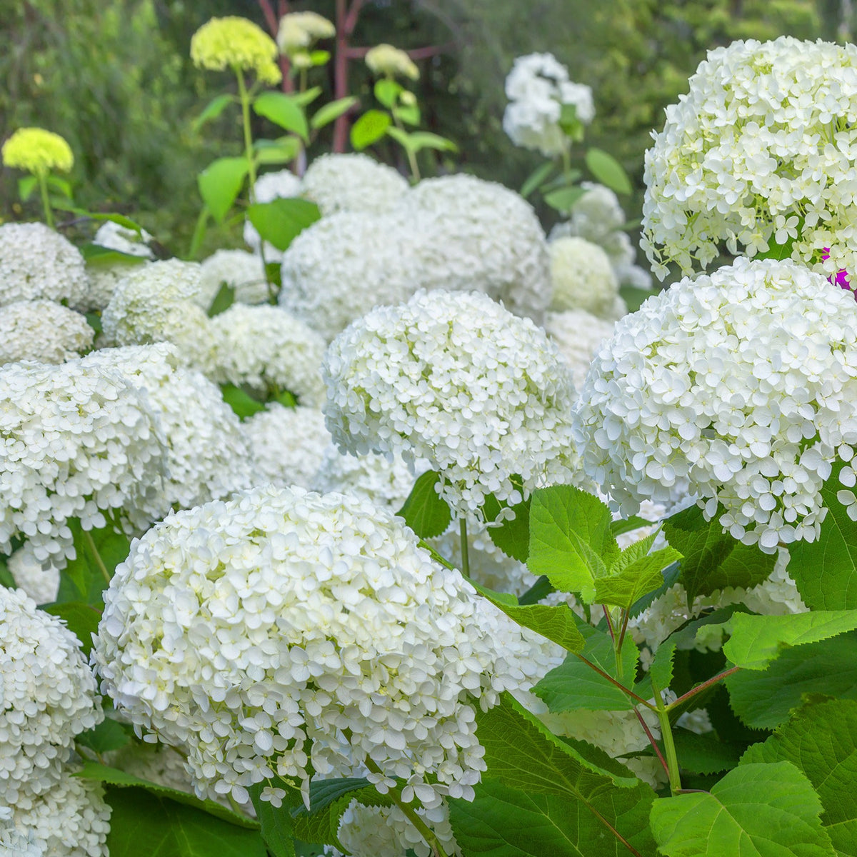 Hortensia - Sneeuwbalhortensia 'Annabelle' - Hydrangea arborescens Annabelle