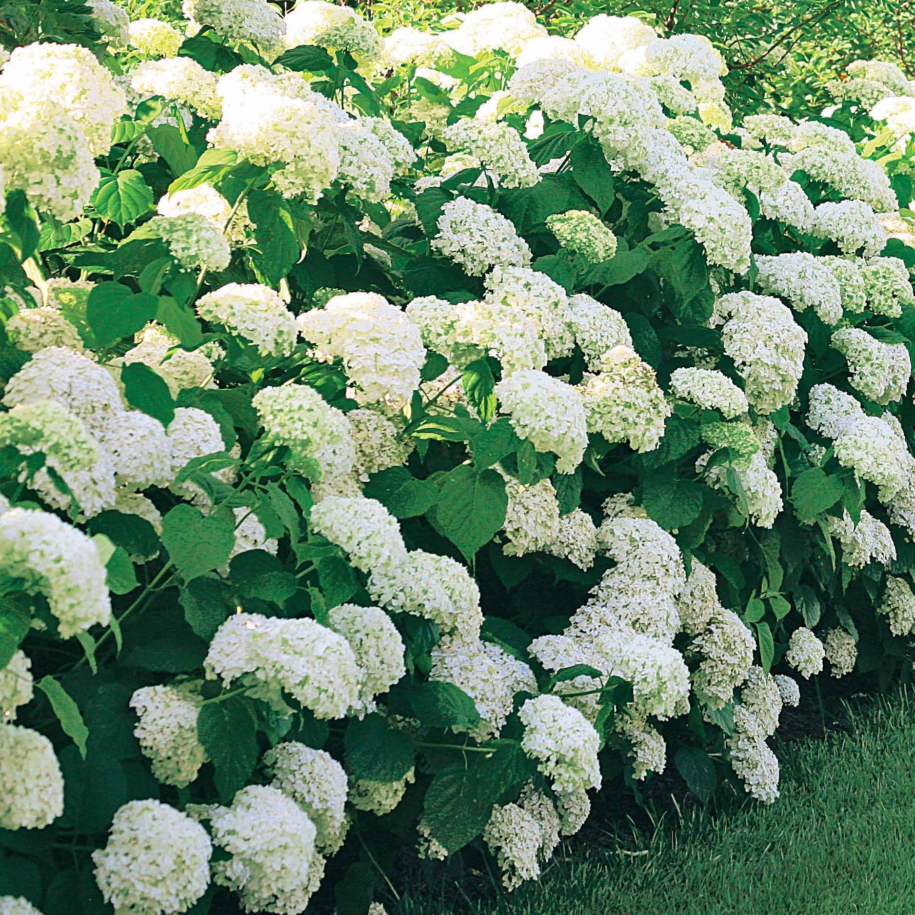 Verkoop Sneeuwbalhortensia 'Annabelle'