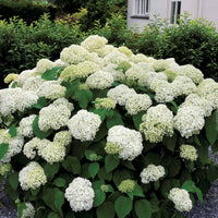 Verkoop Sneeuwbalhortensia 'Annabelle' - Hydrangea arborescens Annabelle
