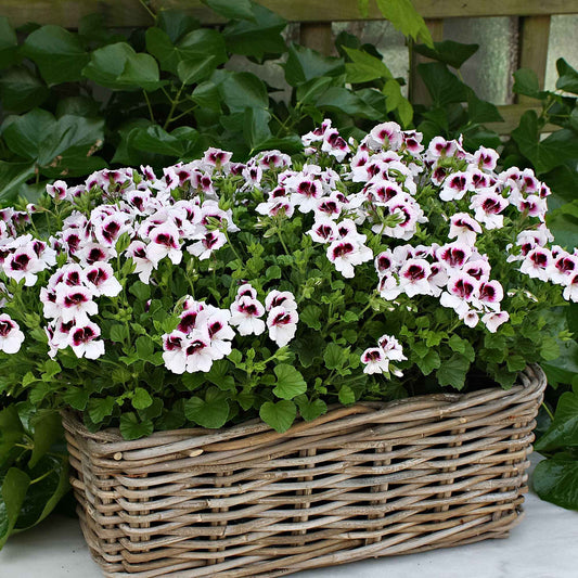 Geranium 'Mosquitaway Lizzy' (x3) - Pelargonium crispum lizzy - Terras- en balkonplanten