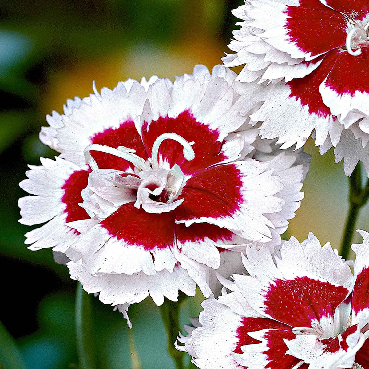Grasanjer 'Alice' (x3) - Dianthus allwoodii  'alice' - Bakker