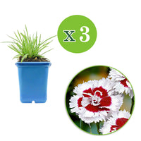 Grasanjer 'Alice' (x3) - Dianthus allwoodii  'alice' - Vaste planten