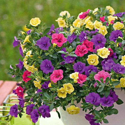 Dubbelbloemige petunia Mix (x3) - Petunia - Terras- en balkonplanten