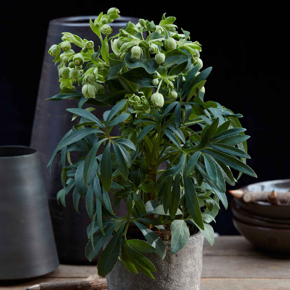 Stinkend nieskruid 'Wester Flisk' - Helleborus foetidus Wester Flisk - Bakker