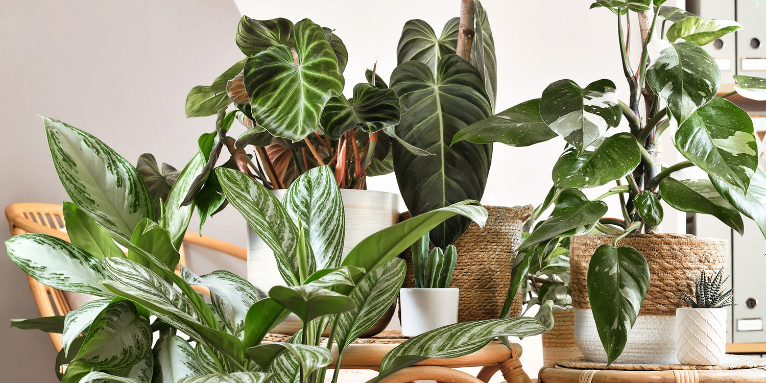 Green Days focus Kamerplanten