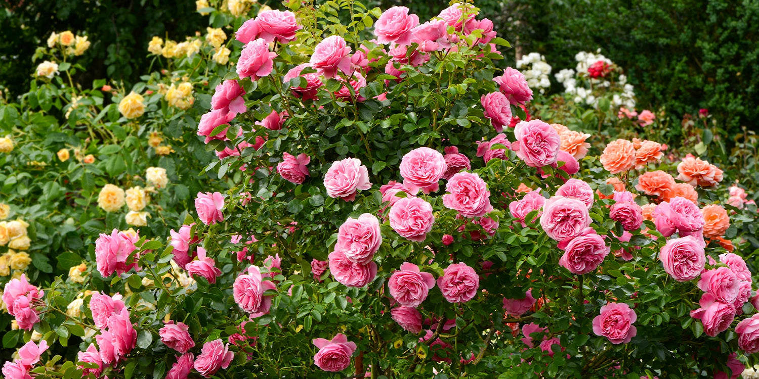 Green Days Rozen tot -50%