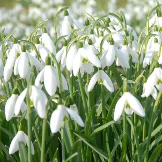 Sneeuwklokje (x25) - Galanthus nivalis - Bloembollen