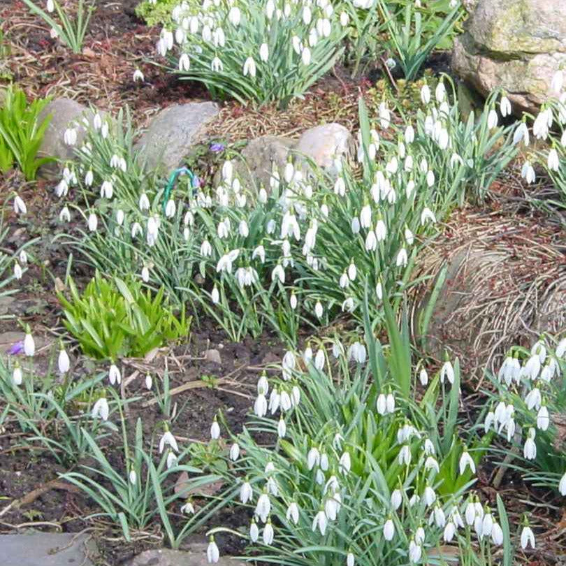 Sneeuwklokje (x25) - Galanthus nivalis - Voorjaarsbloeiers