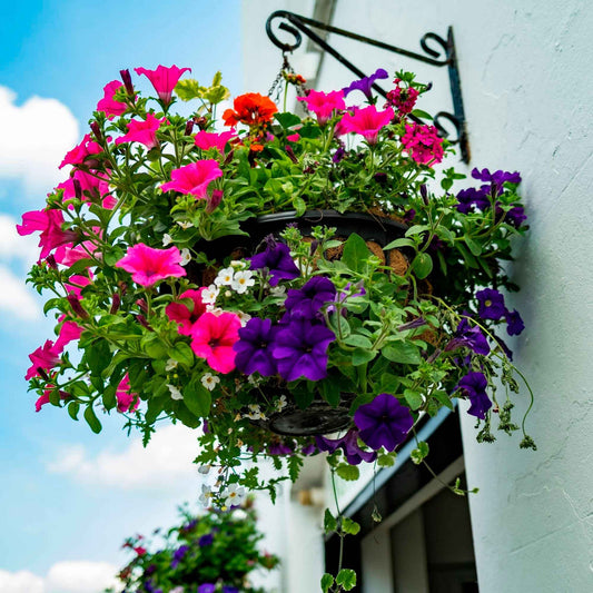 Petunia Mix 'Alpetunia' (x3) - Alpe tunia® mix - Terras- en balkonplanten