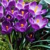 Grootbloemige krokus 'Flower Record' (x15) - Crocus vernus flower record - Bloembollen