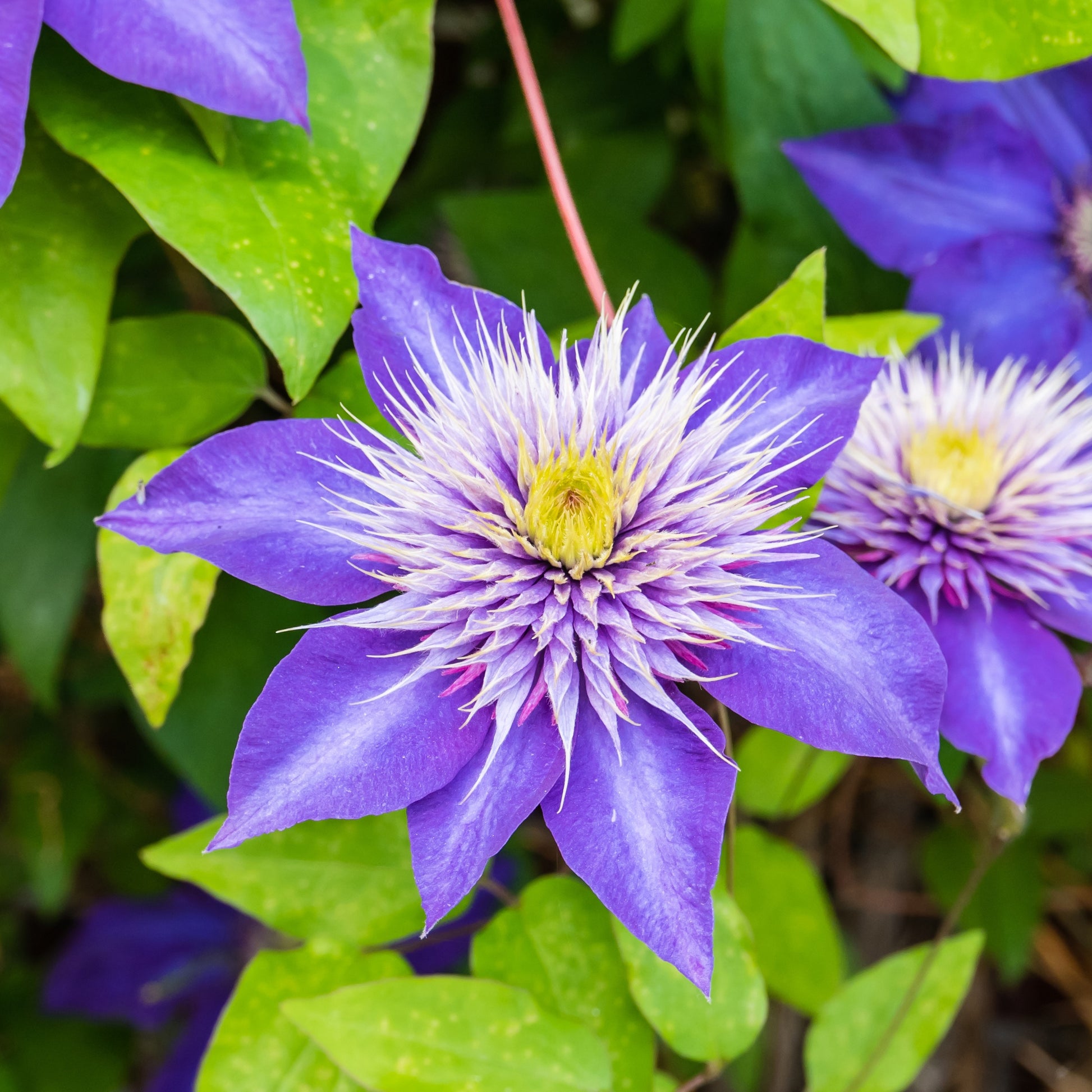 Clématis multi blue - Bosrank 'Multi Blue' - Clematis