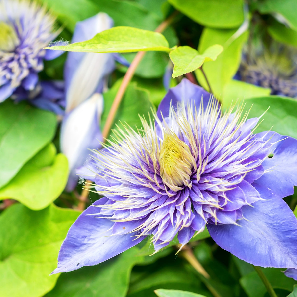 Bosrank 'Multi Blue' - Bakker