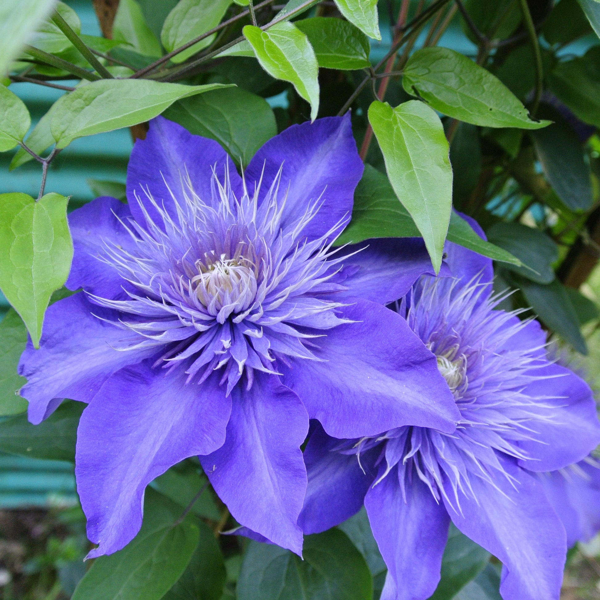 Clematis - Bosrank 'Multi Blue' - Clématis multi blue