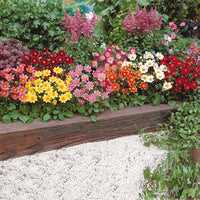 Verkoop Dahlia 'Topmix' (x5) - Dahlias topmix