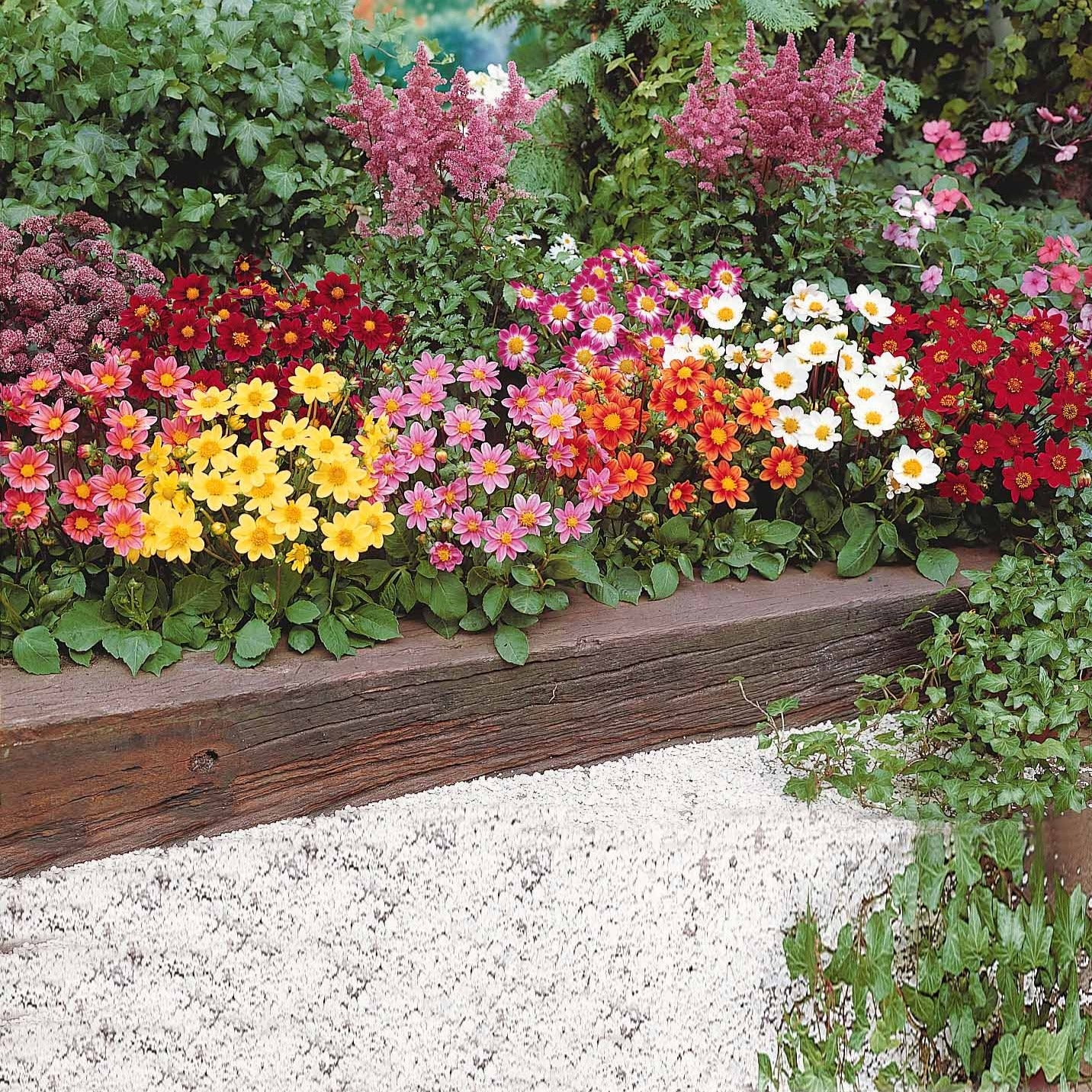 Verkoop Dahlia 'Topmix' (x5) - Dahlias topmix