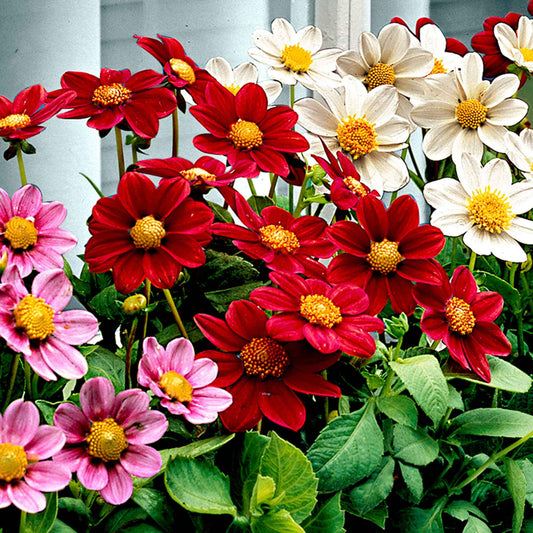 Dahlia 'Topmix' (x5) - Bakker