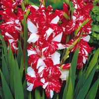 Gladiolen - Grootbloemige gladiool Mix (x50) - Gladiolus 'zizanie', 'stéréo', 'belle de nuit', 'p