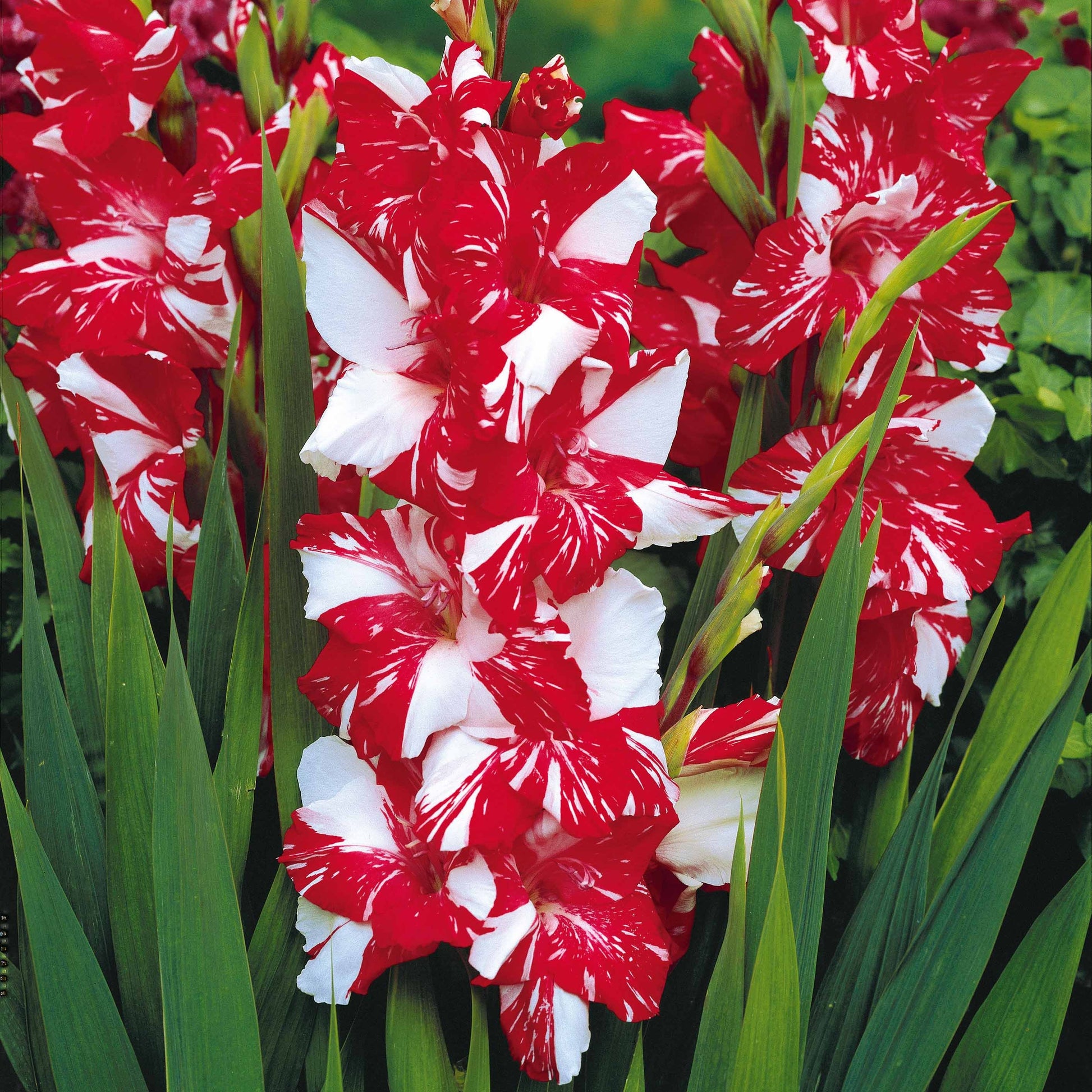 Gladiolen - Grootbloemige gladiool Mix (x50) - Gladiolus 'zizanie', 'stéréo', 'belle de nuit', 'p