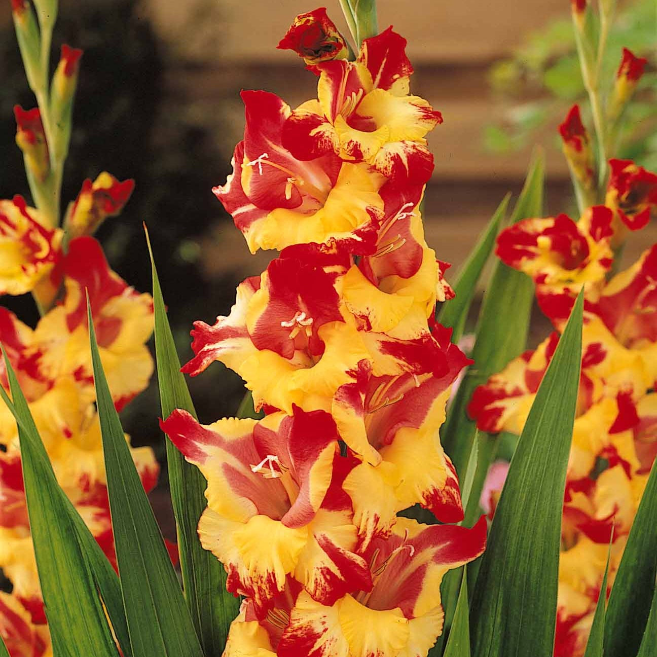Verkoop Grootbloemige gladiool Mix (x50)