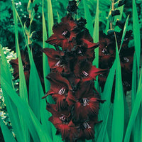 Grootbloemige gladiool Mix (x50) - Gladiolen - Bakker