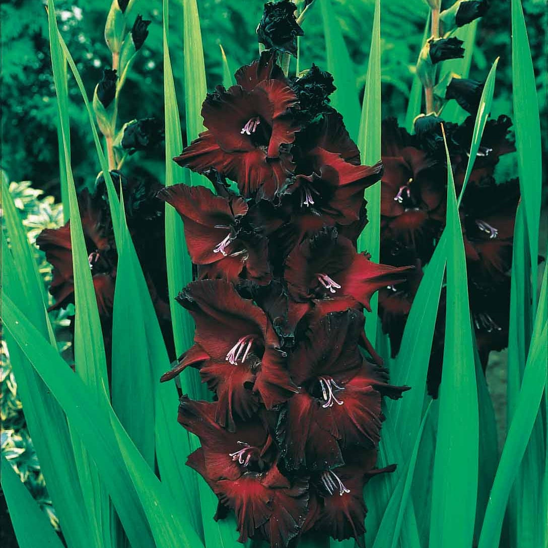 Grootbloemige gladiool Mix (x50) - Gladiolen - Bakker