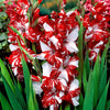 Grootbloemige gladiool 'Zizanie' (x25) - Gladiolus zizanie - Bloembollen