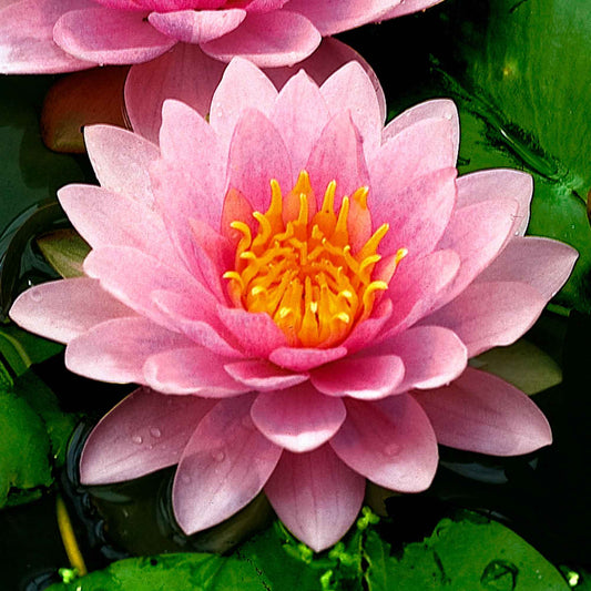 Waterlelie Nymphaea 'Hollandia' roze - Bakker