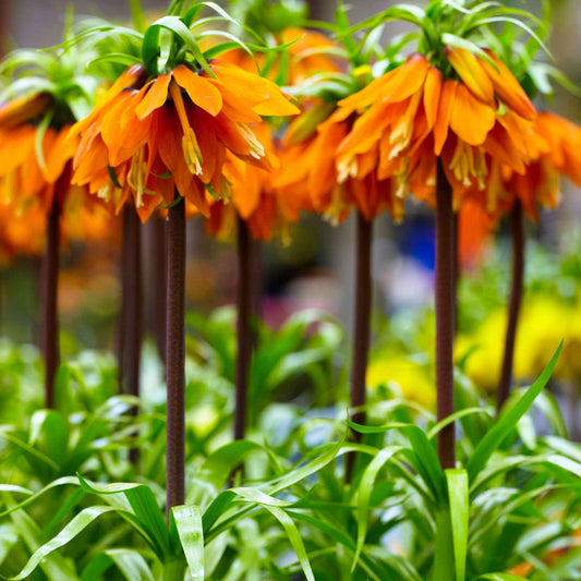 Oranje keizerskroon - Fritillaria imperialis - Bloembollen