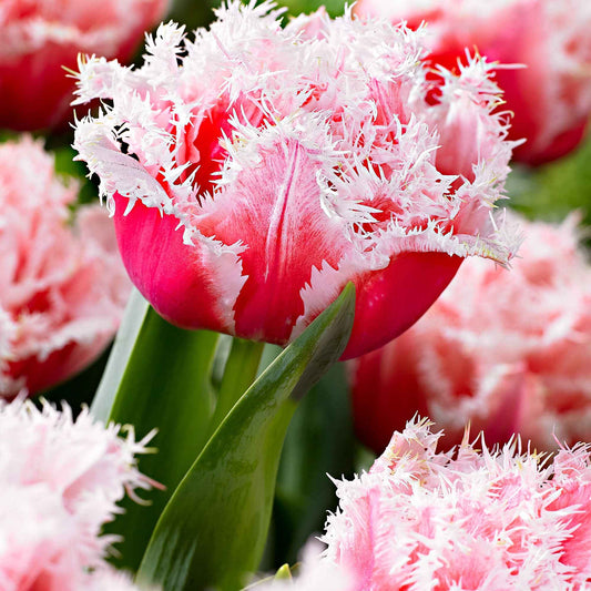 Tulp 'Queensland' (x5) - Bakker