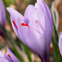 Saffraankrokus (x10) - Crocus sativus - Bloembollen