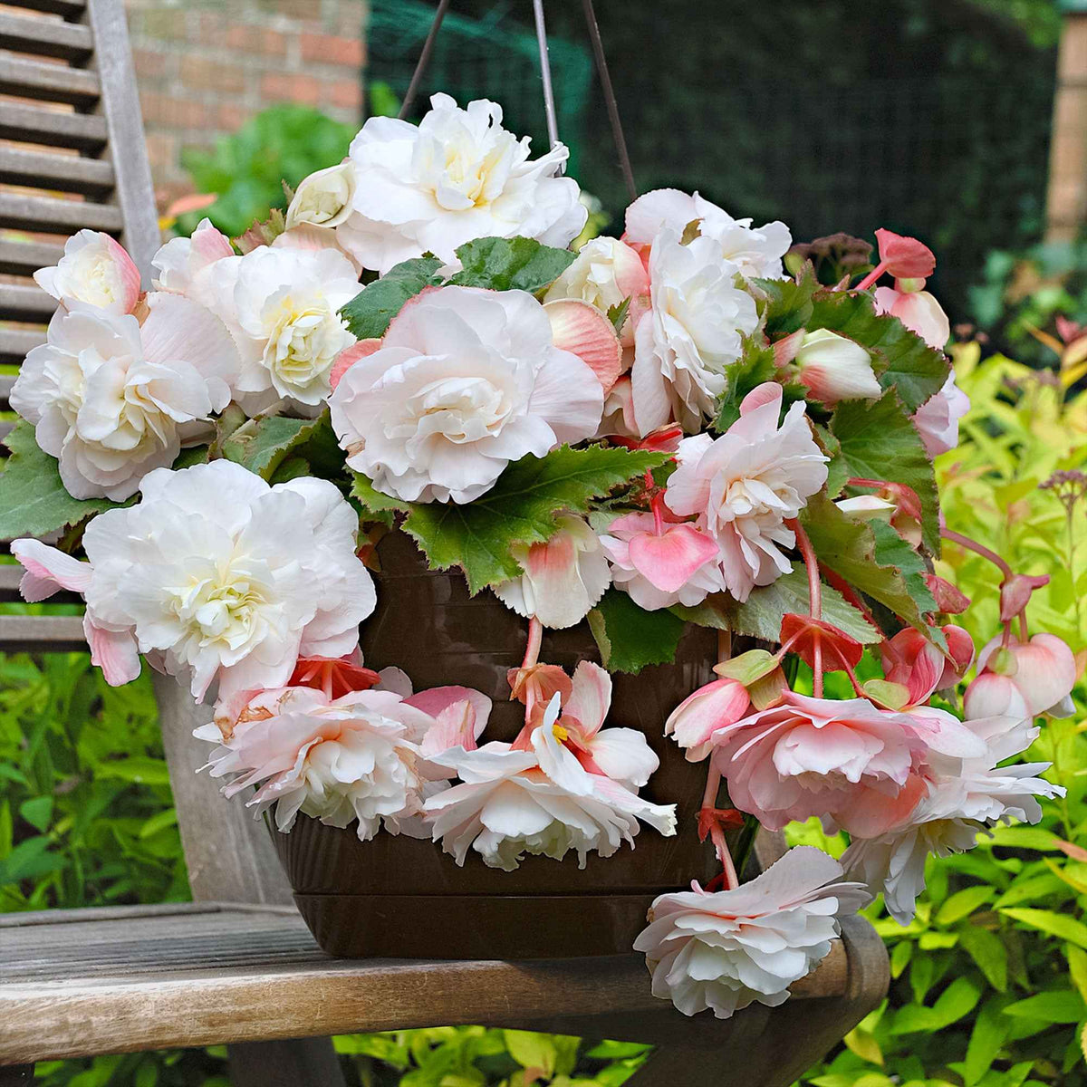 Begonia 'Angelique' (x5) - Bakker
