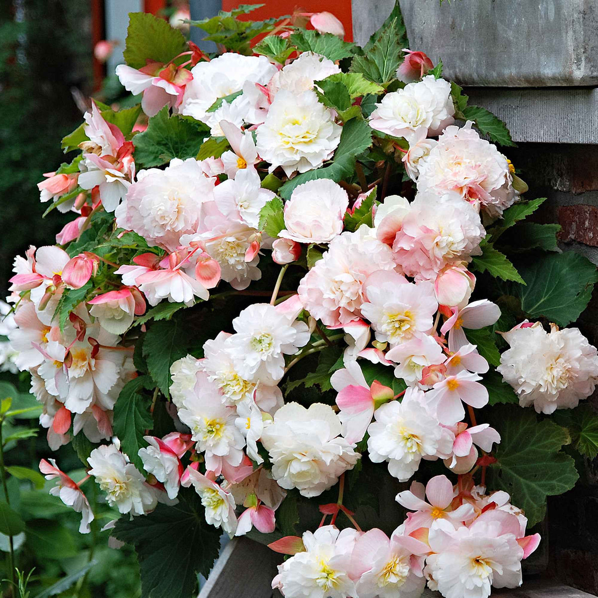 Begonia 'Angelique' (x5) - Begonia odorata angélique - Bakker