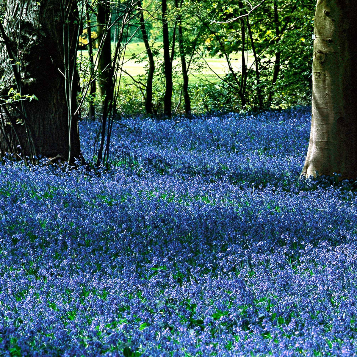 Hyacint - Oosterse sterhyacint - Scilla siberica
