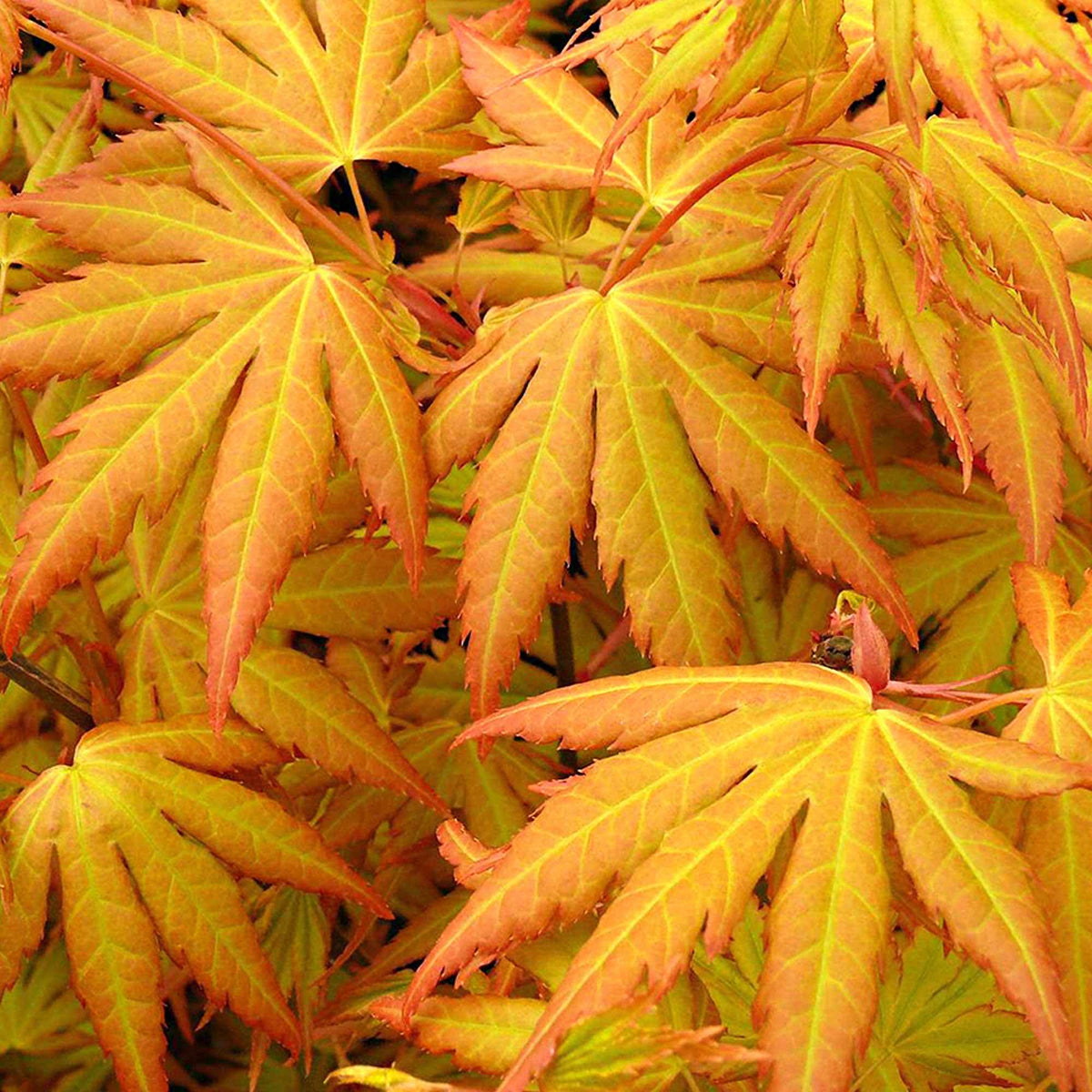 Acer palmatum Orange Dream - Japanse esdoorn 'Orange Dream' - Japanse esdoorn