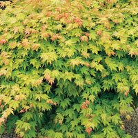 Japanse esdoorn 'Orange Dream' - Acer palmatum orange dream - Japanse esdoorn