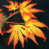 Japanse esdoorn 'Orange Dream' - Acer palmatum orange dream
