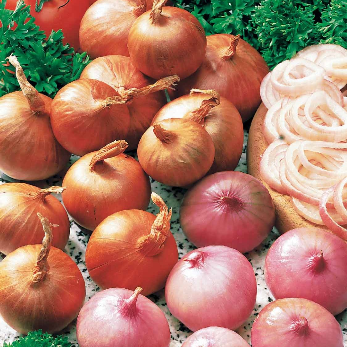 Rode sjalot 'Red Sun' - Allium ascalonicum red sun - Bakker