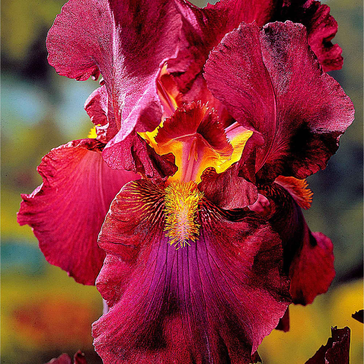 Iris germanica - Baardiris - Mix 'Magic Melange' (x5) - Iris germanica - Duitse iris