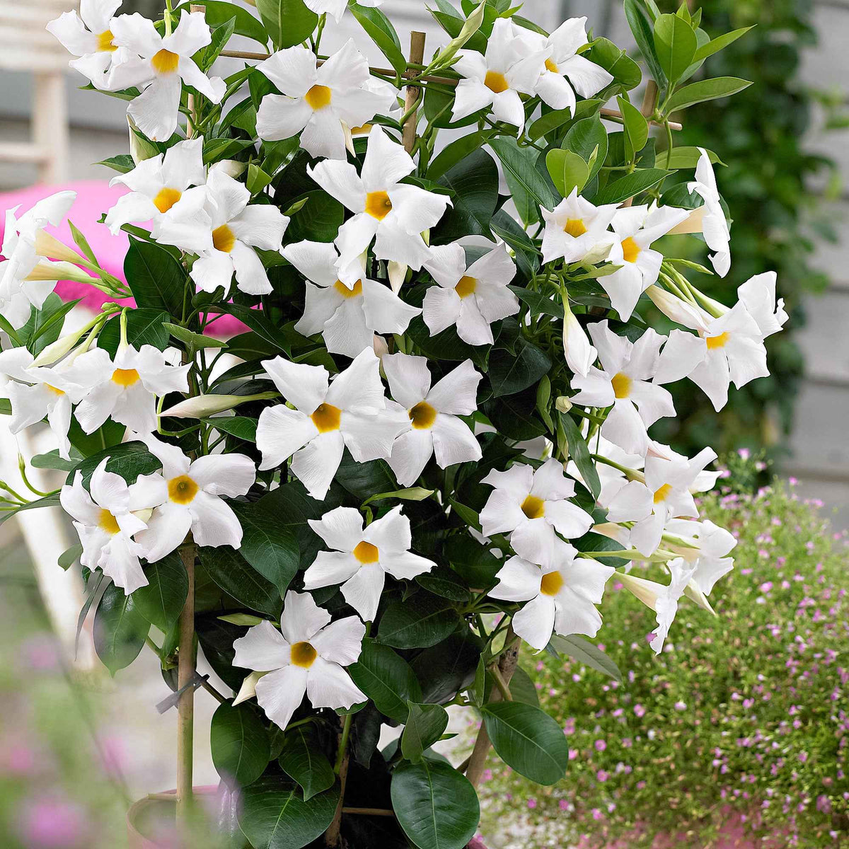 Dipladenia - Chileense jasmijn - Chileense jasmijn - Mandevilla
