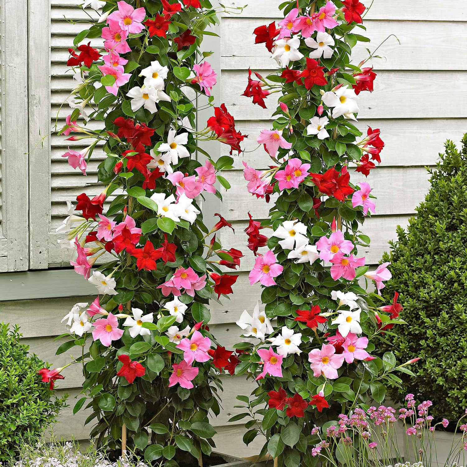 Chileense jasmijn - Mandevilla
