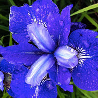 Siberische iris 'Blue Bird' (x3) - Iris sibirica blue bird - Populairst