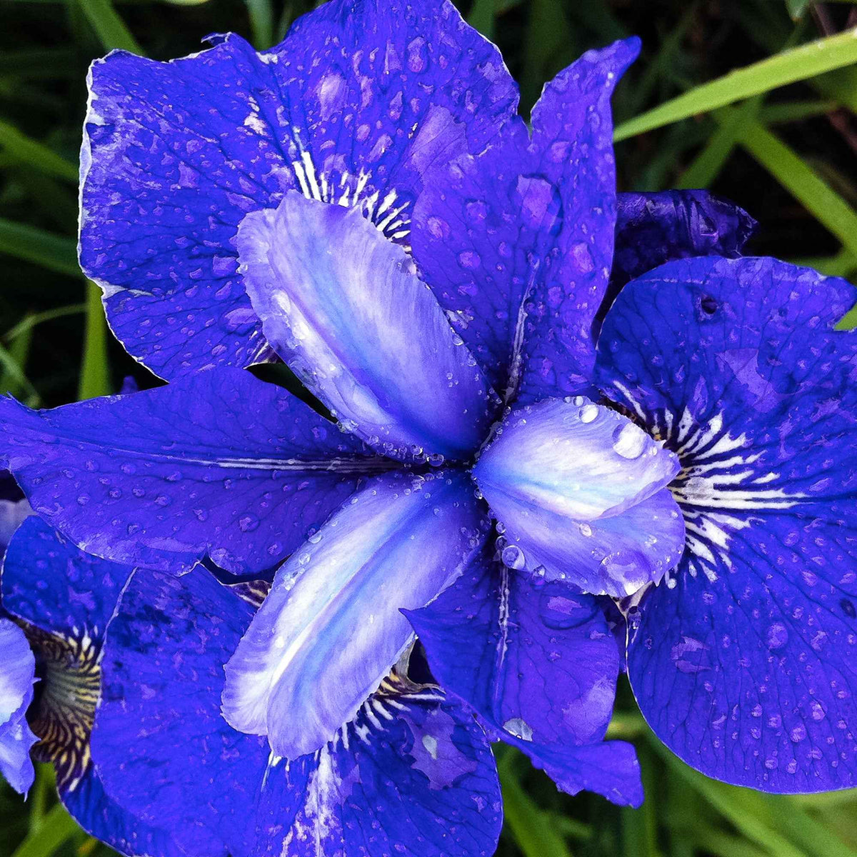 Siberische iris 'Blue Bird' (x3) - Iris sibirica blue bird - Bakker