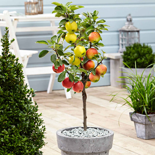 Appelboom - Trio 'Jonagored' + Golden Delicious'+ 'Elstar' - Bakker