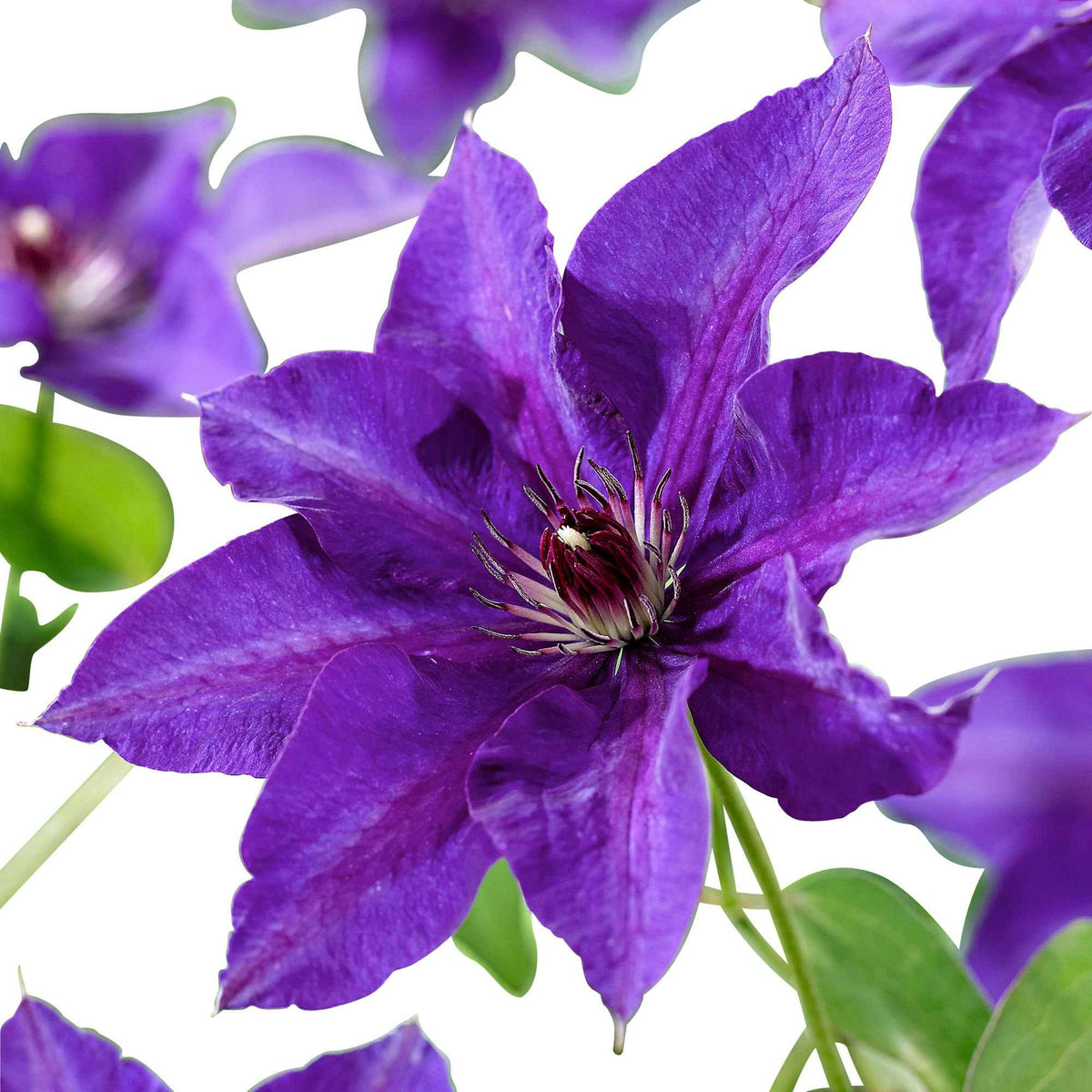 Bosrank 'The President' - Clematis Président - Bakker