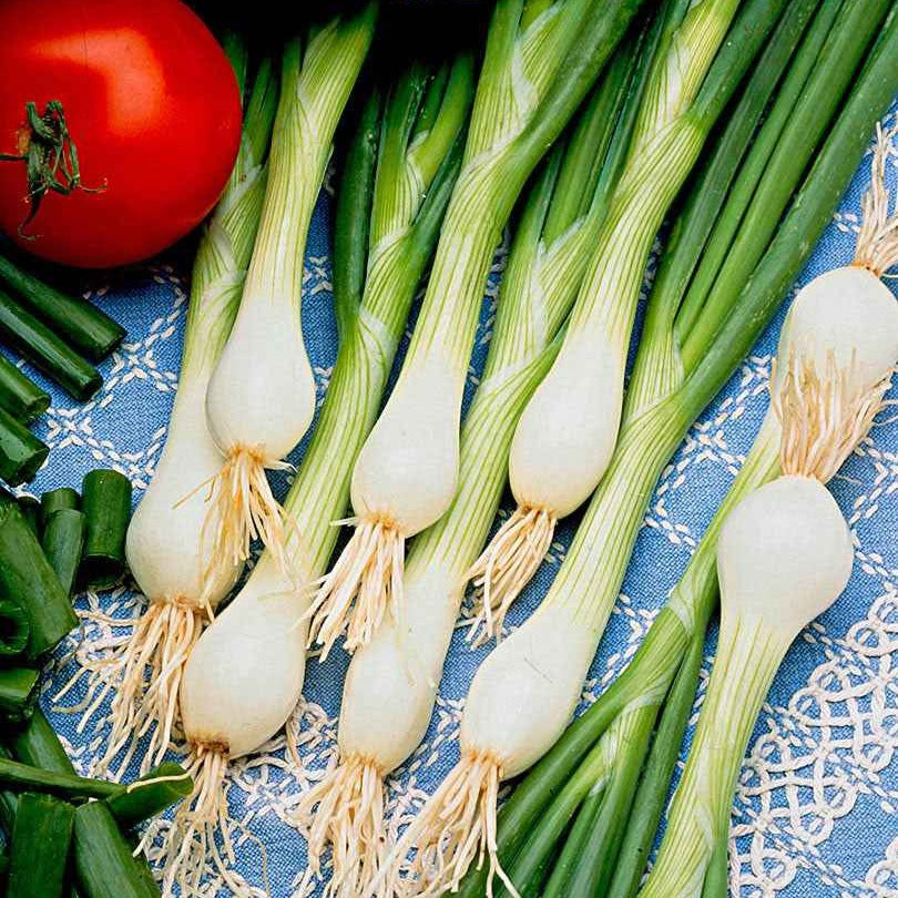 Allium cepa lisboa - Ui 'White Lisbon' - Uien