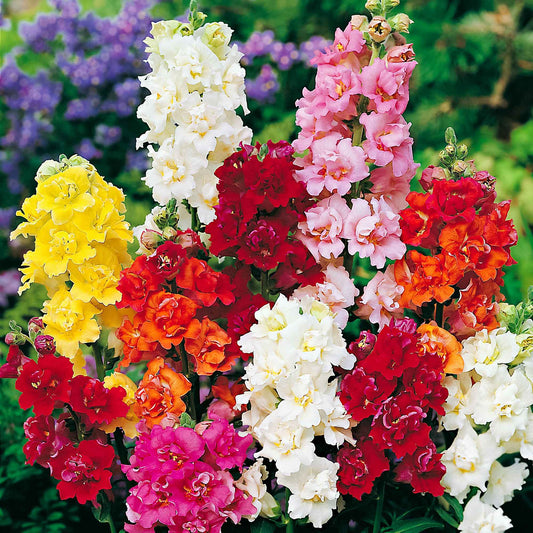 Leeuwenbek Mix 'Majestic' - Antirrhinum majus - Moestuin